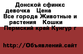 Донской сфинкс девочка › Цена ­ 15 000 - Все города Животные и растения » Кошки   . Пермский край,Кунгур г.